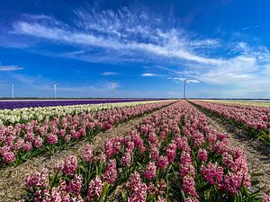 flower field 2 by snippephotography