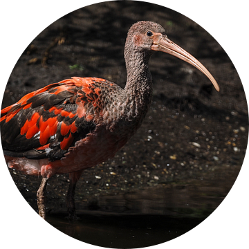 Rode Ibis : Ouwehands Dierenpark van Loek Lobel