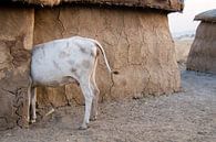 Koe bij de Masaï van Herman van Ommen thumbnail