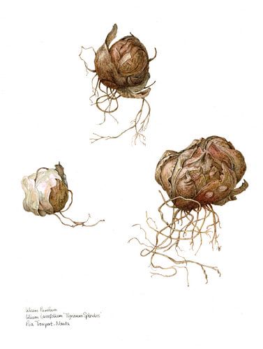 Aquarel bolletjes van de Lelie, Lillium pumilum