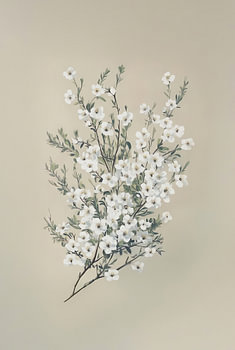 White Blossom Spray I