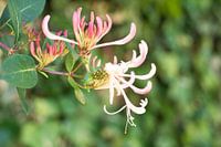 Climbing plant honeysuckle, Lonicera