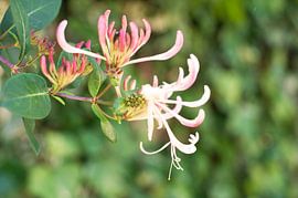 Klimplant  kamperfoelie, Lonicera