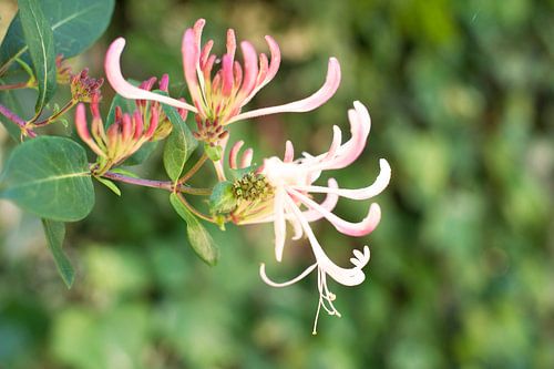 Klimplant  kamperfoelie, Lonicera