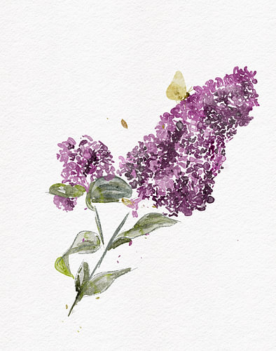 Vlinderstruik met vlindertje