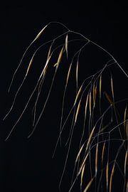 Falling Filaments by Cindy Coenen Fine Art