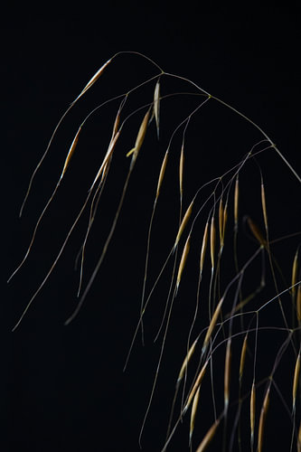 Falling Filaments