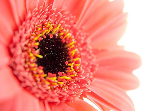 Fel roze bloem met donker hart