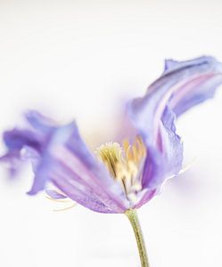 Clematis von Tonia Beumer