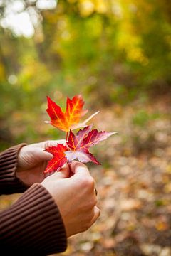 Les mains des femmes tiennent des feuilles d'automne sur Marcel Bakker