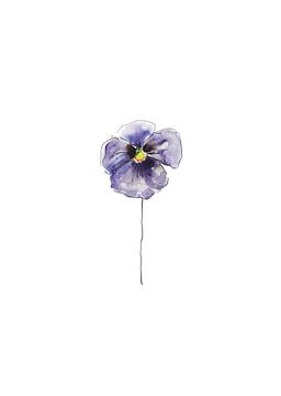 Schöner Aquarelldruck eines lila Veilchens von Debbie van Eck