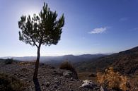 Landschaft auf Kreta, Griechenland von Coos Photography Miniaturansicht