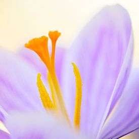 Paarse krokus in zacht licht van Hilde Remerie Photography and digital art