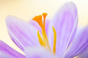 Lila Krokus im weichen Licht