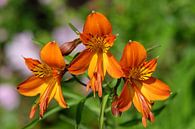 Oranje bloemen van Myrte Wilms thumbnail