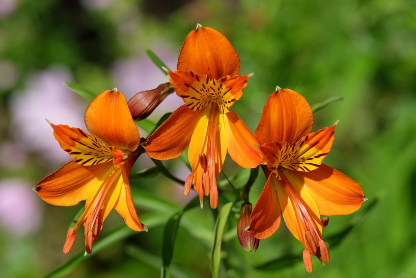 Oranje bloemen von Myrte Wilms