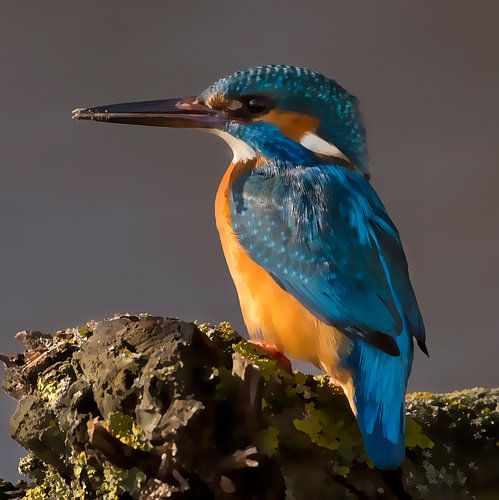 Watercolor kingfisher