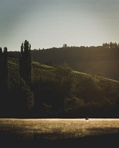 Morgennebel über der Mosel von Tim Goossens