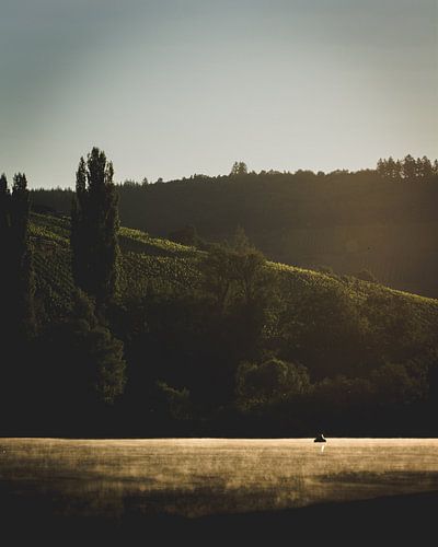 Morgennebel über der Mosel