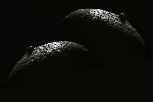 Macrophotography Fruit bowl: apples (breasts with drops of water)