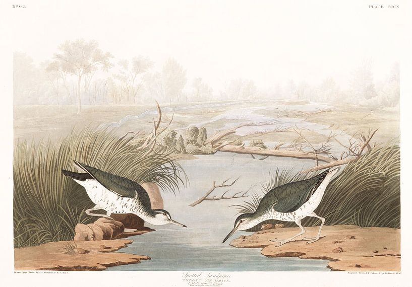 Spotted Sandpiper by Birds of America