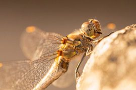 Libelle im goldenen Nachmittagslicht, heitere Naturfotografie von Miranda Geerts Art