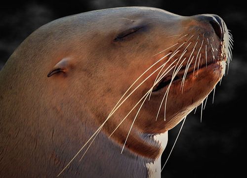 De chillende zeeleeuw