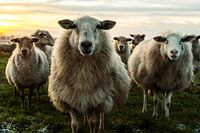 Schapen kijken heel nieuwsgierig