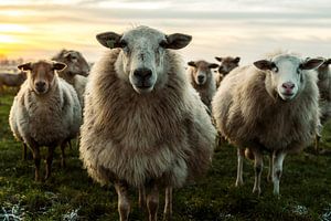 Les moutons ont l'air très curieux sur Danai Kox Kanters