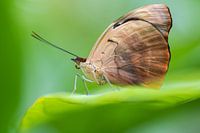 Butterflies are nature's angels.