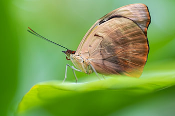 Les papillons sont les anges de la nature.