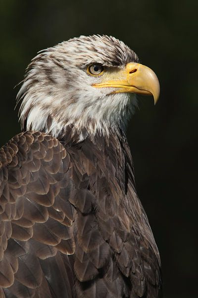 Bald Eagle (Haliaeetus leucocephalus) by Ronald Pol