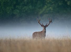 Rotwild im Nebel von Peter Ponsteen