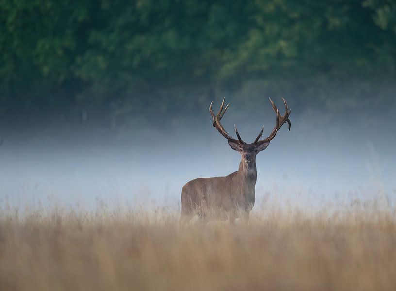 Red deer in the mist by Peter Ponsteen
