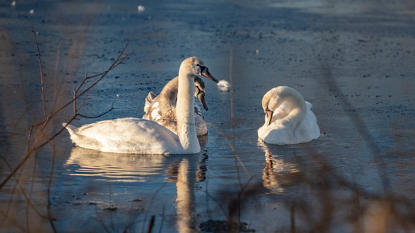 zwanen in het zonnetje van anne droogsma