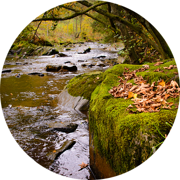 herfstbladeren op het mos van Bas Wolfs