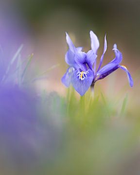 een netvormige iris van Horst Husheer