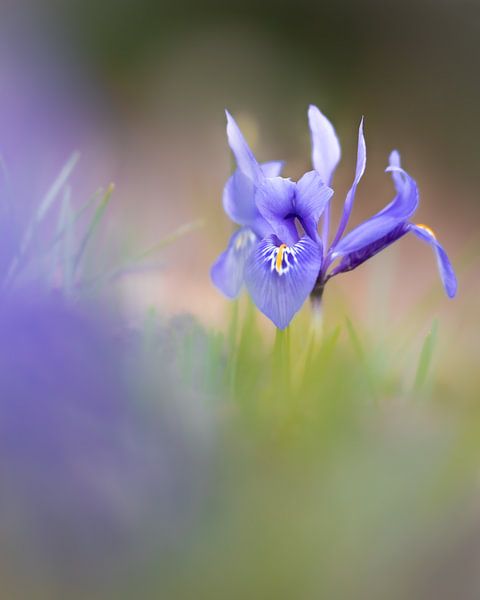 eine Netzblatt Iris von Horst Husheer