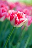 Tulipes