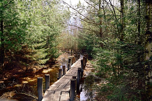 Schmaler Holzsteg durch den Wald