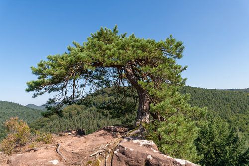 Een enkele kreupele den staat op een bergtop op rotsen voor een strakblauwe hemel