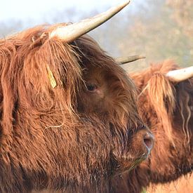 Hooglanders van Tinus Tibbe