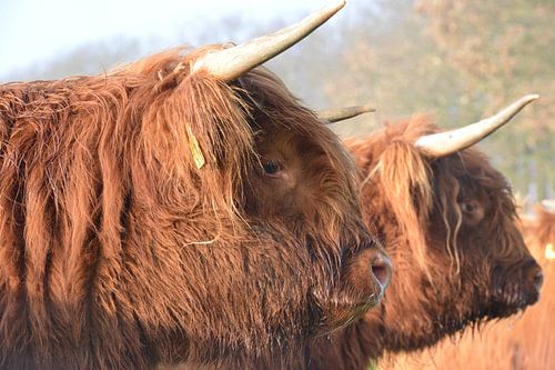 Hooglanders van Tinus Tibbe