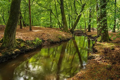 Leuvenumse Bos met Hierdensche Beek