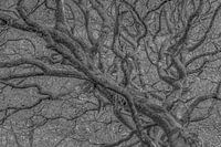 La forêt à travers les arbres