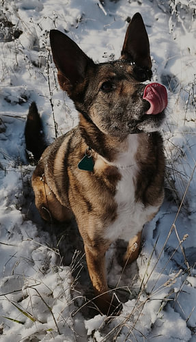 Cute dog in the fresh winter snow