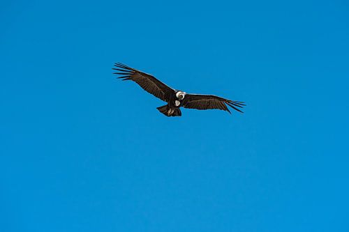 Overflying Andean condor makes eye contact