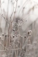 Flower meadow with a winter touch