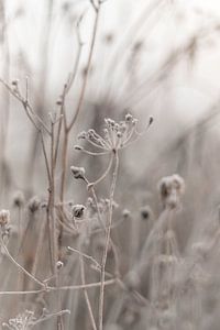 Blumenwiese mit winterlichem Touch von Sandra Koppenhöfer