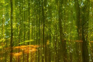 Ein Bach in einem hellgrünen Wald an einem frühen Frühlingsmorgen von Sjoerd van der Wal Fotografie